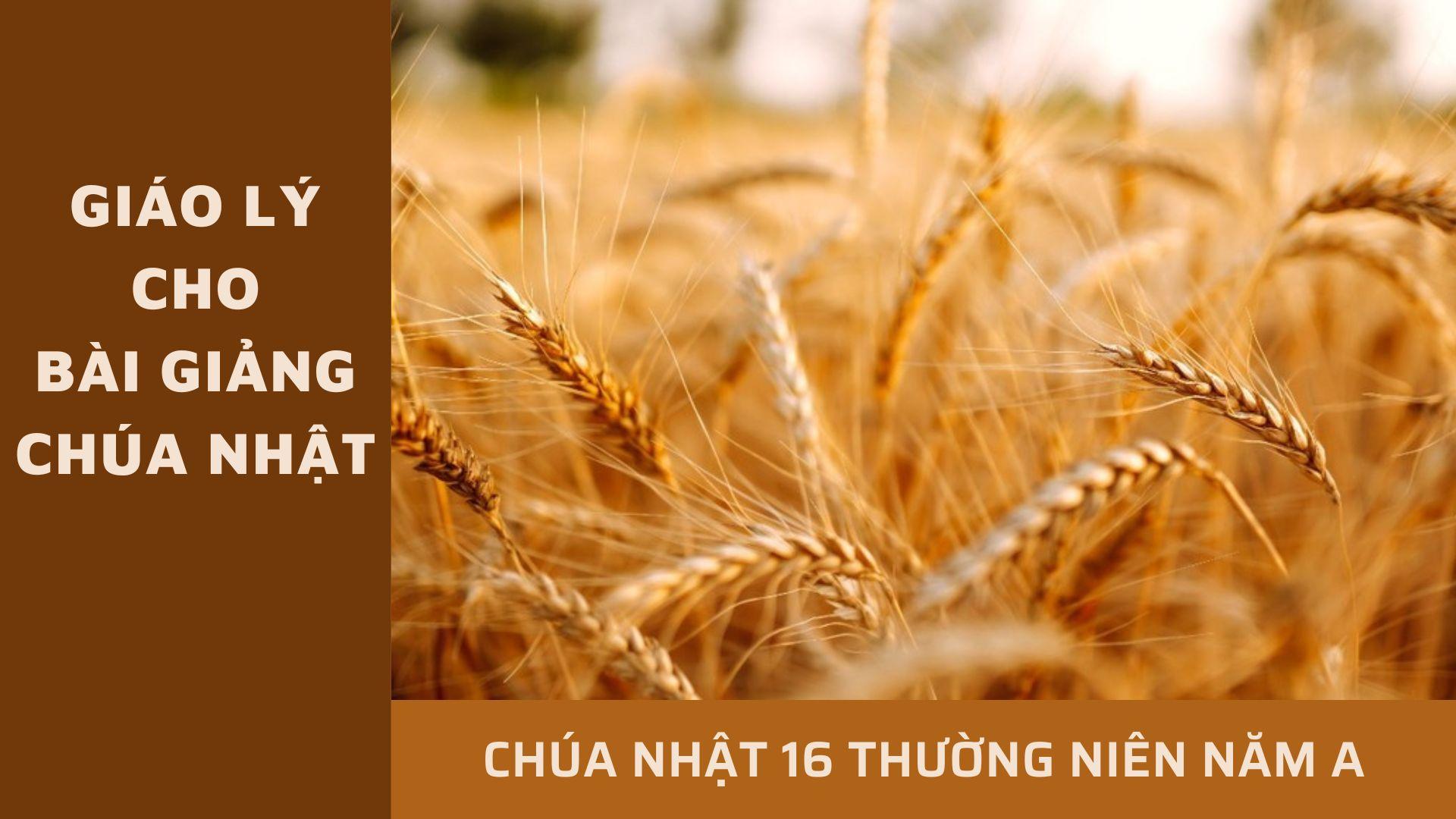 Giáo lý cho bài giảng Chúa nhật 16 Thường niên năm A